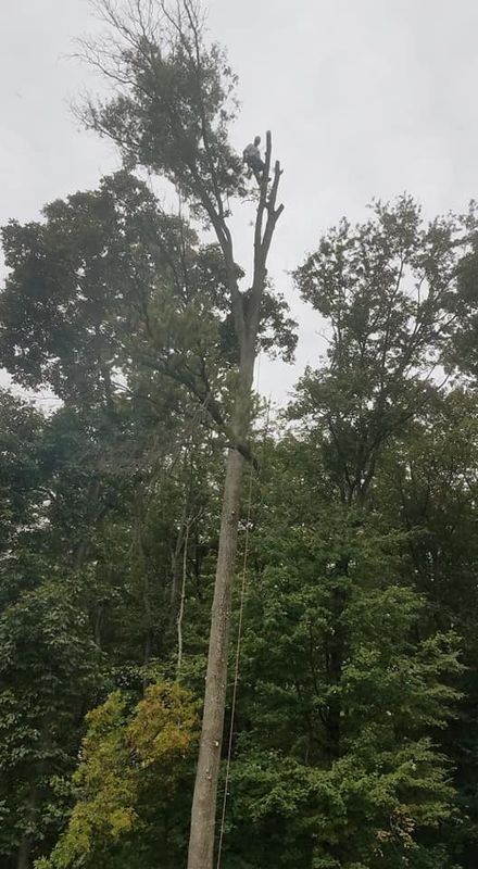 Tree Removal