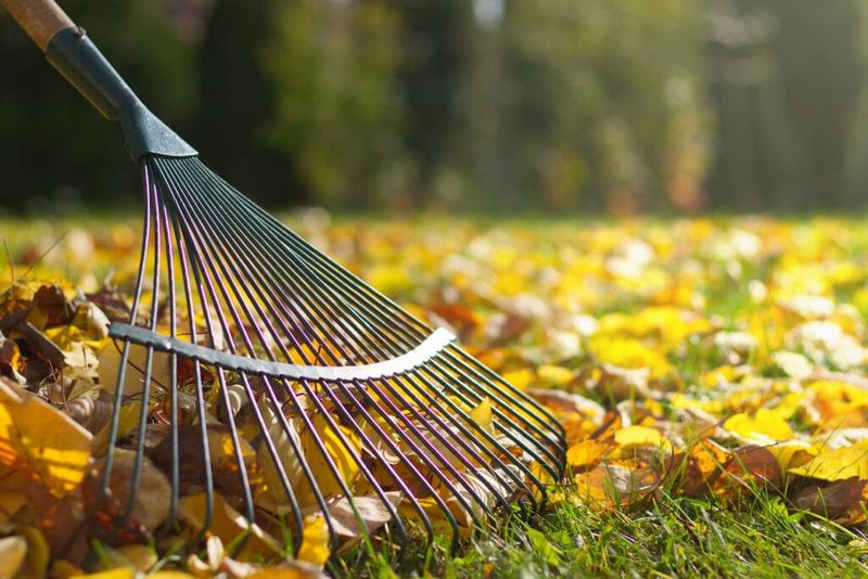 Fall/Spring Clean Up