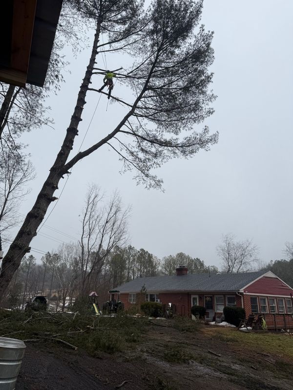 Tree Removal gallery
