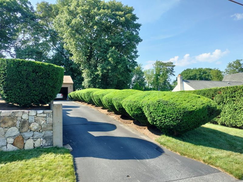 Shrub Trimming