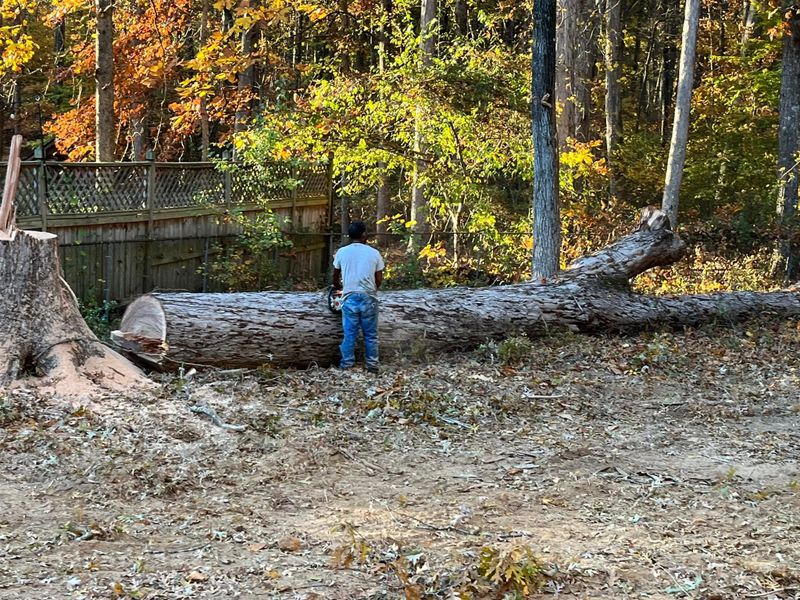 Tree Removal