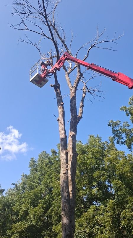 Tree Removal