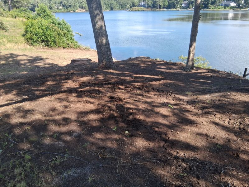 River Bank Clearing  gallery
