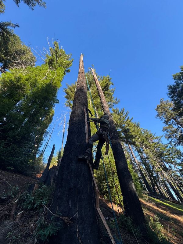 Tree Trimming