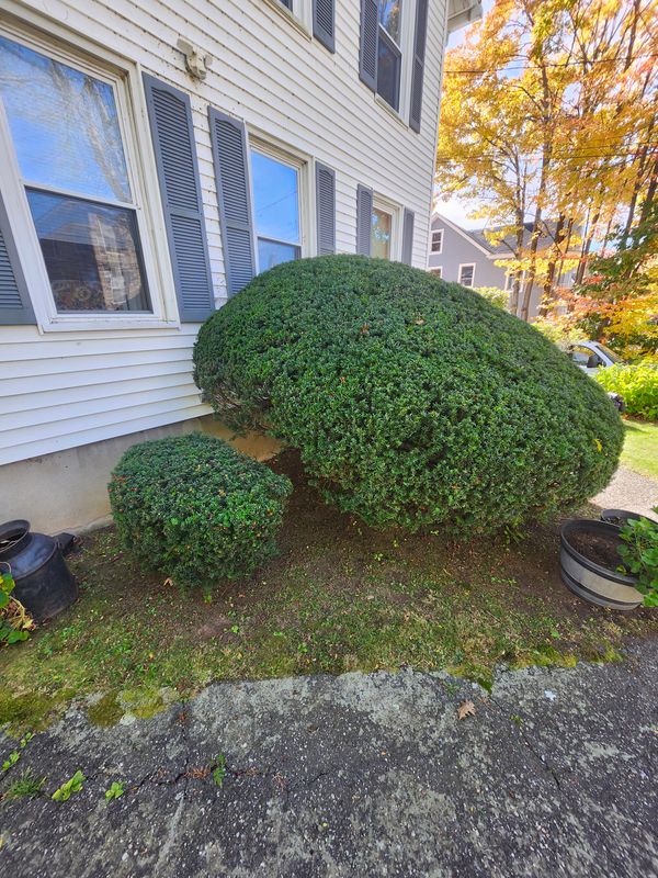 Shrub Trimming