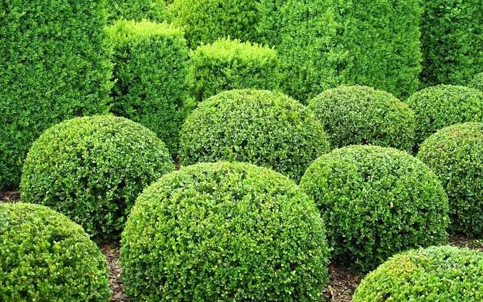 Tree & Shrub Care