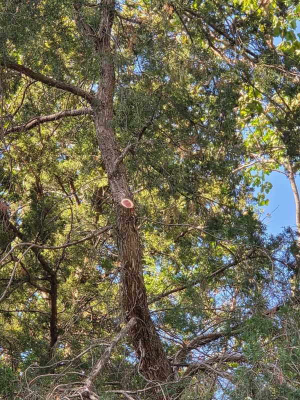 Tree Trimming