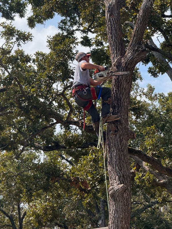 Tree Trimming