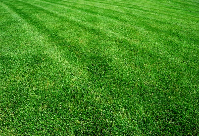 Lawn Care and Maintenance
