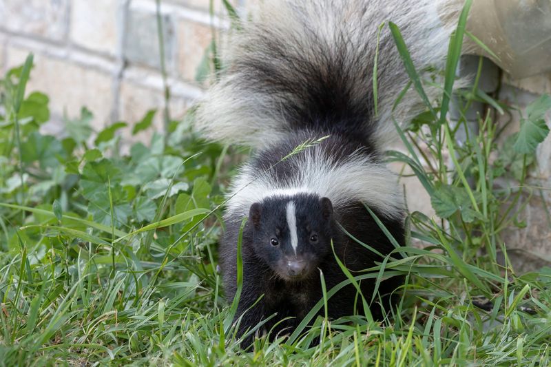 Skunk Removal