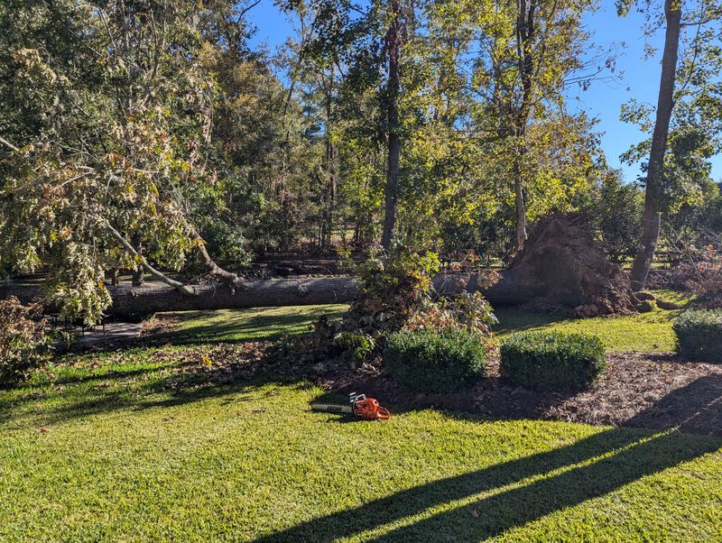 Tree & Shrub Care