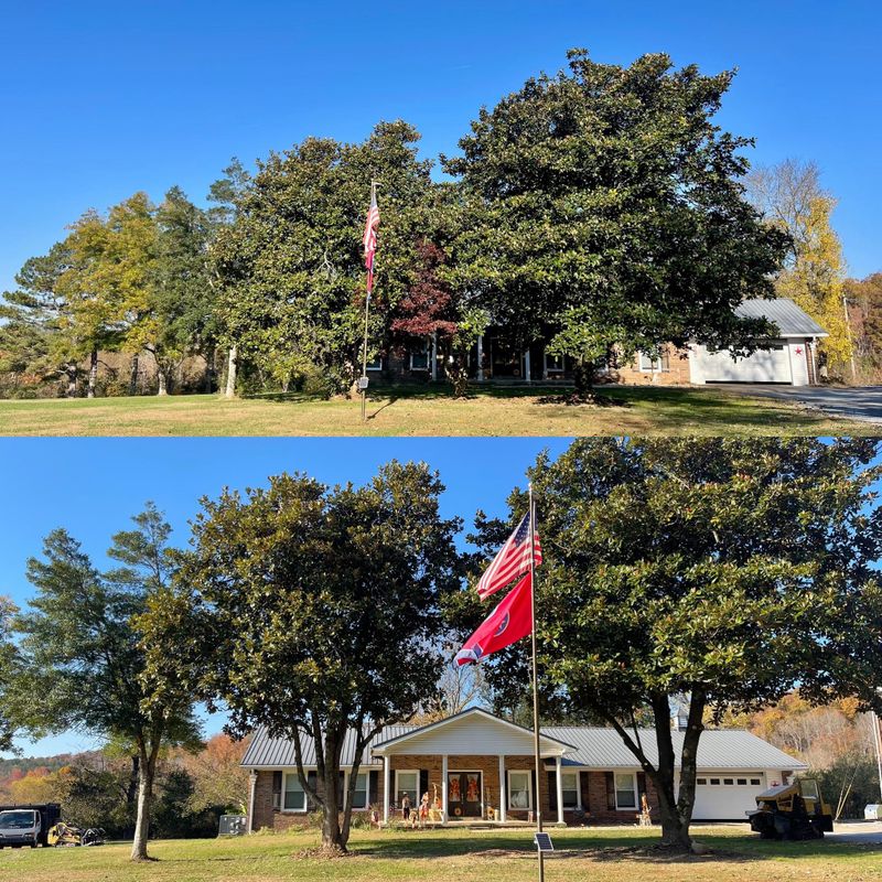 Other Tree Services
