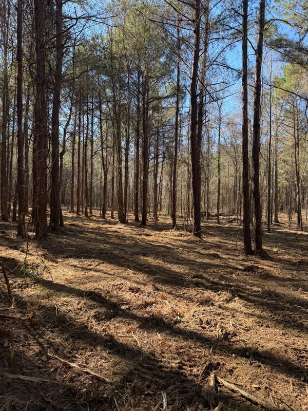 Forestry Mulching