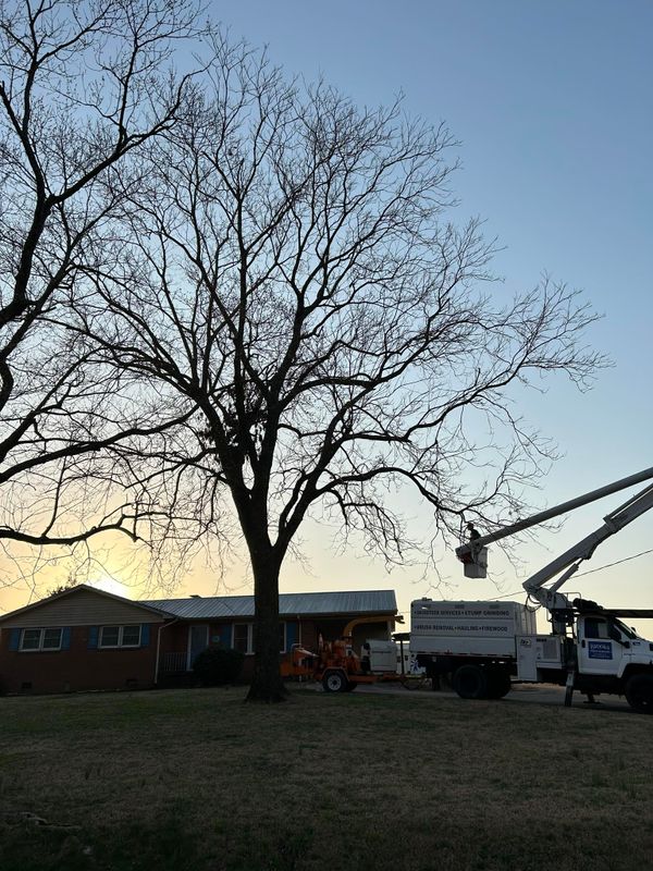Tree Removal gallery
