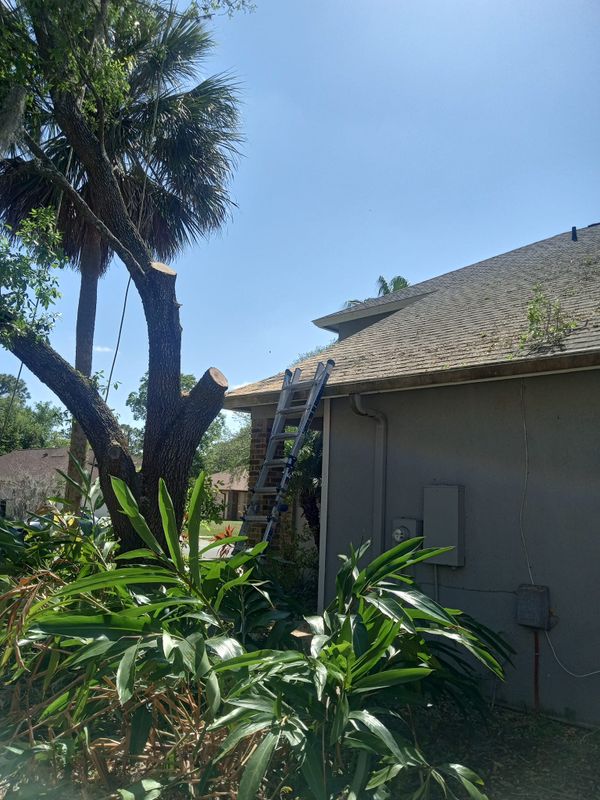Tree Services