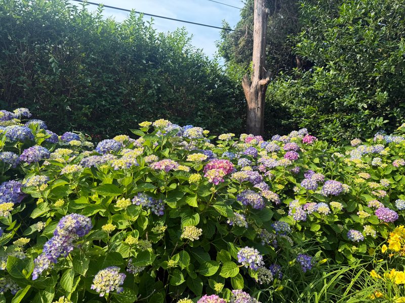 Tree & Shrub Care