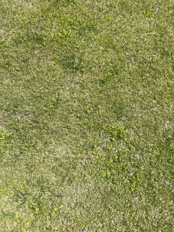 Lawn Maintenance