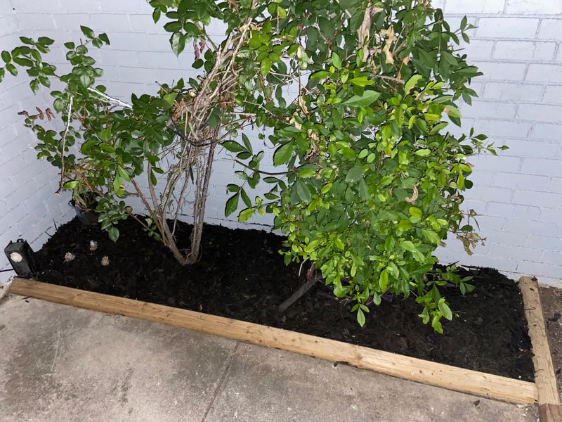 Mulch beds