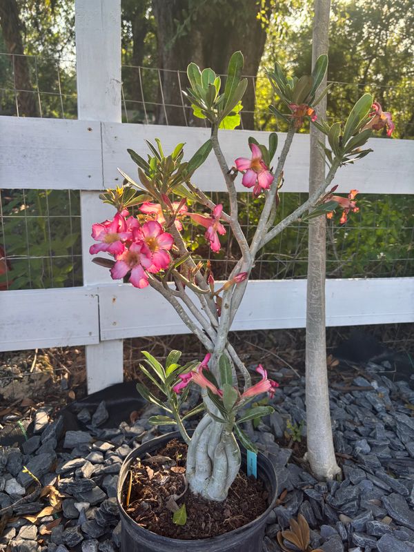 Plant Installation