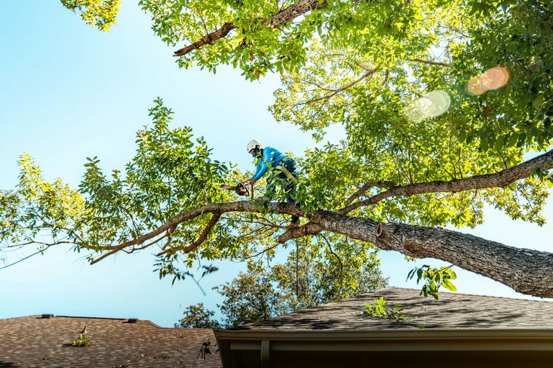 Tree Trimming & Removal