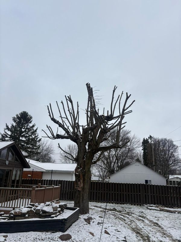 Tree Removal