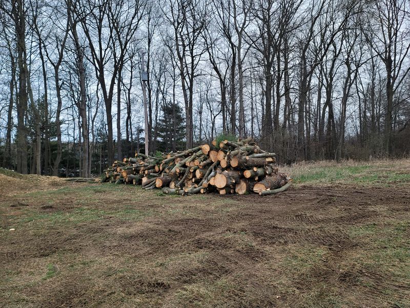 Tree Removal