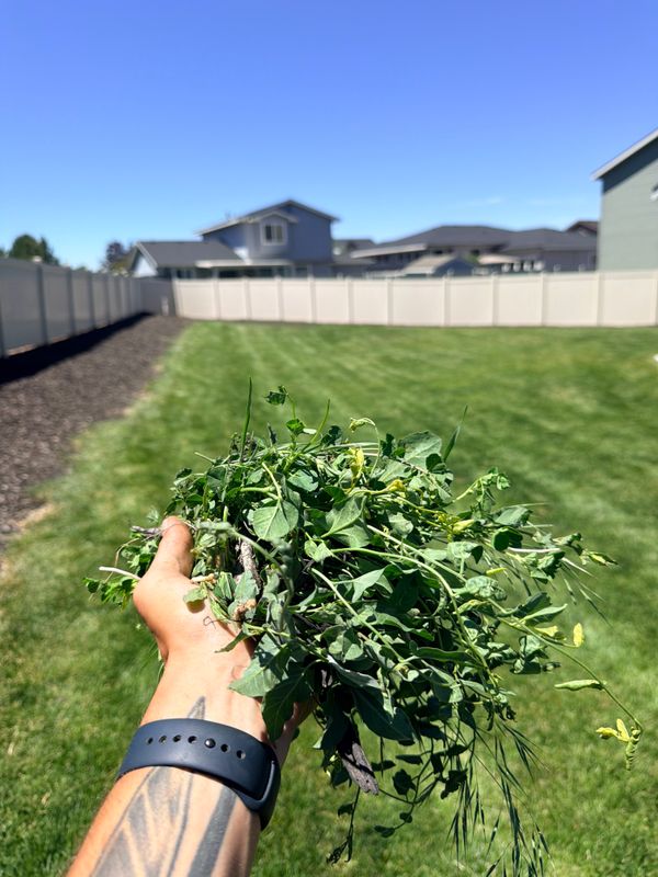 Lawn Mowing and Maintenance