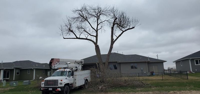 Tree Removal