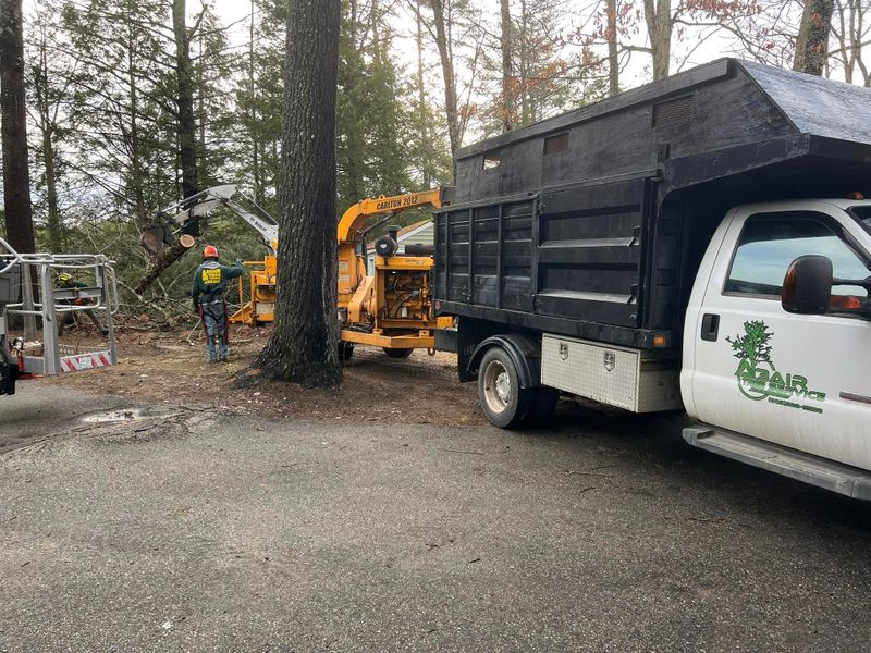 Tree Removal gallery