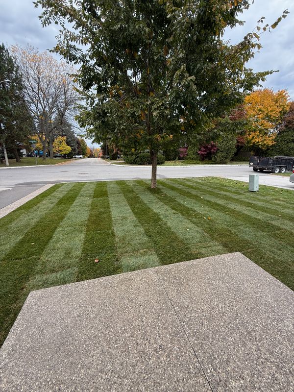 Sod Installation