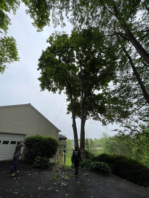 Tree Trimming and Removal