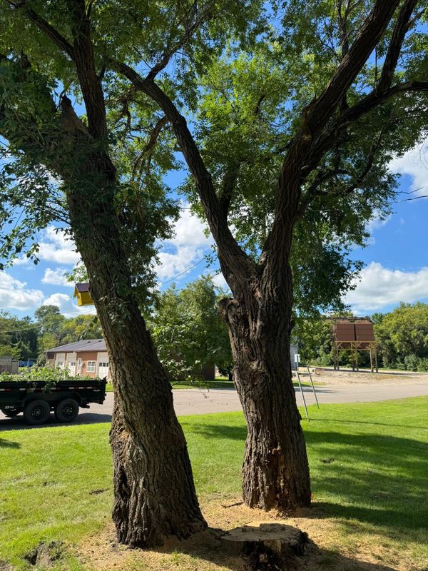Tree Removal