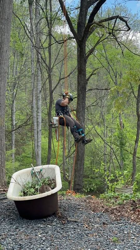 Tree Services