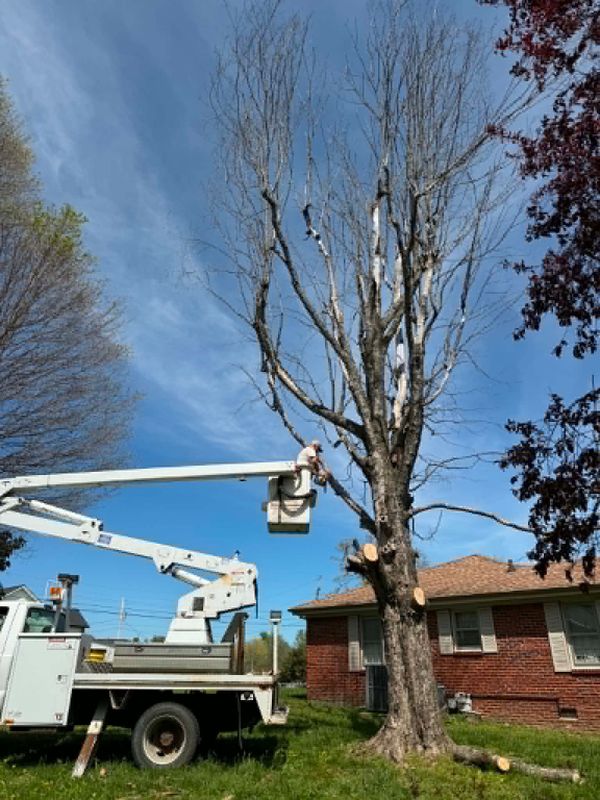 Tree Trimming