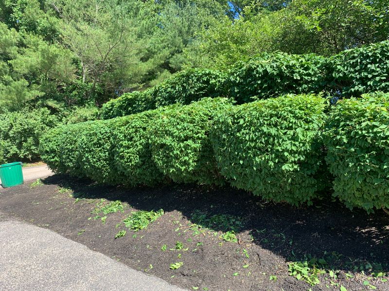 Hedge Trimming