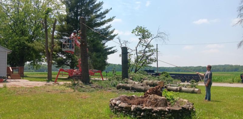 Tree Removal