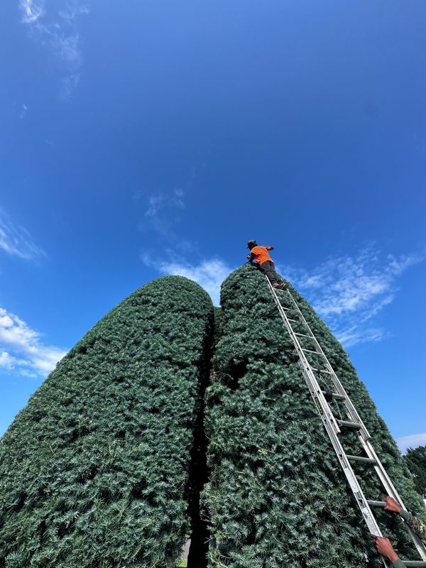 Shrub Trimming