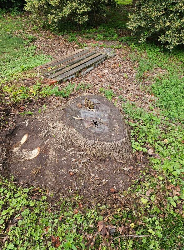 Wood Chips and Debris Removal