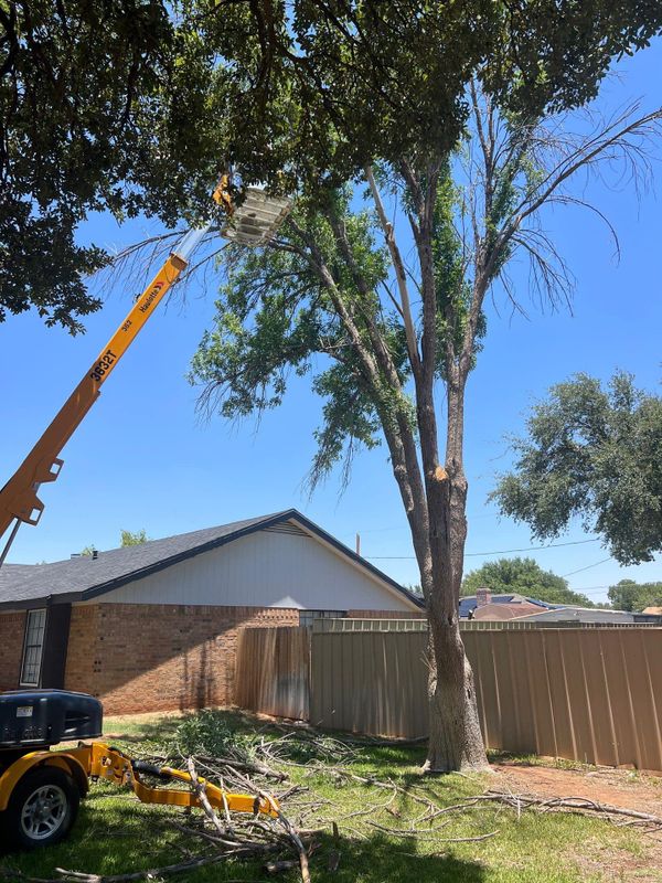 Tree Removal gallery