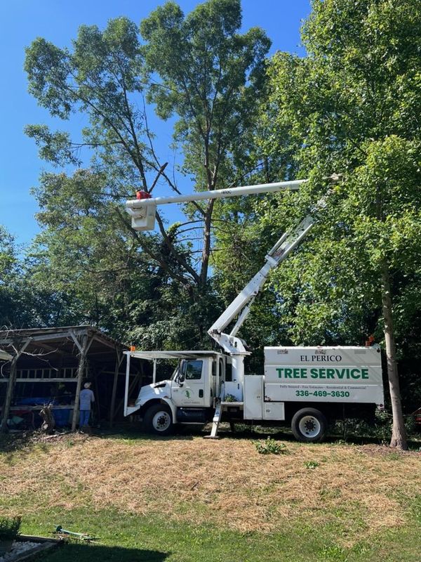 Tree Trimming