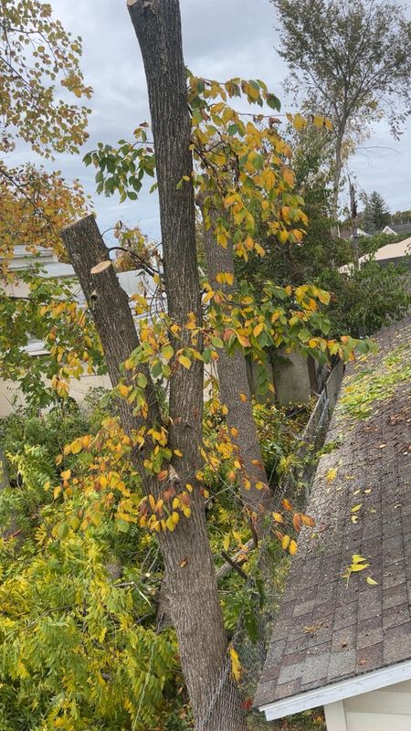 Fall Clean Up