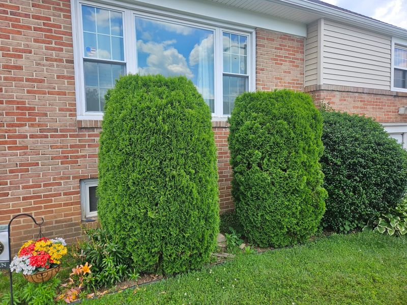 Tree & Shrub Care