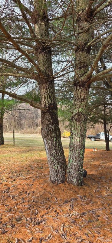 Tree Removal