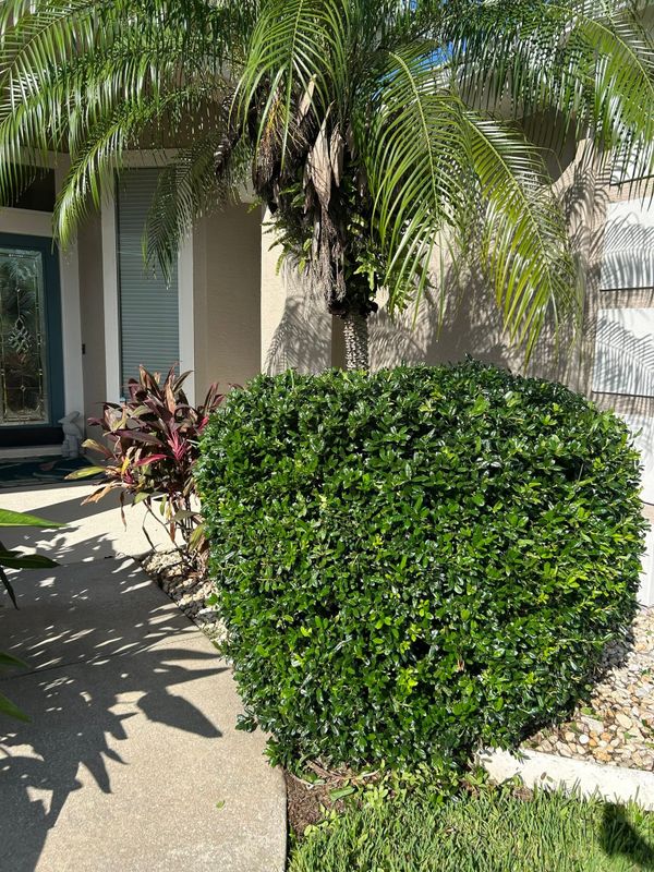 Garden Design and Installation