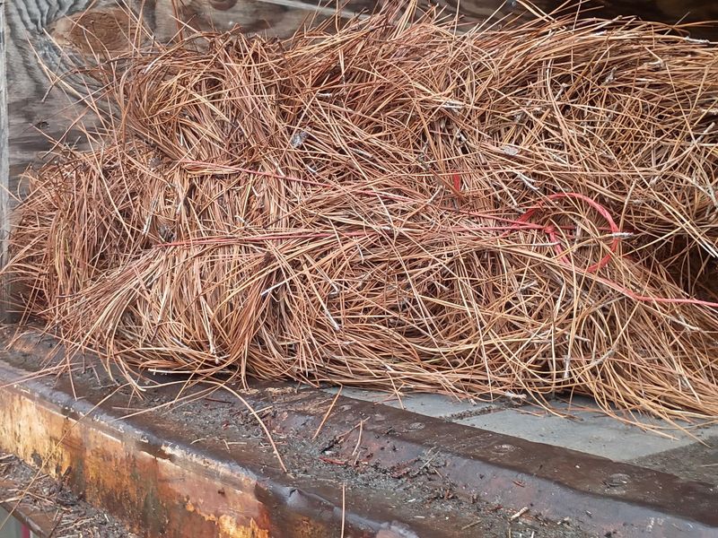 Pinestraw