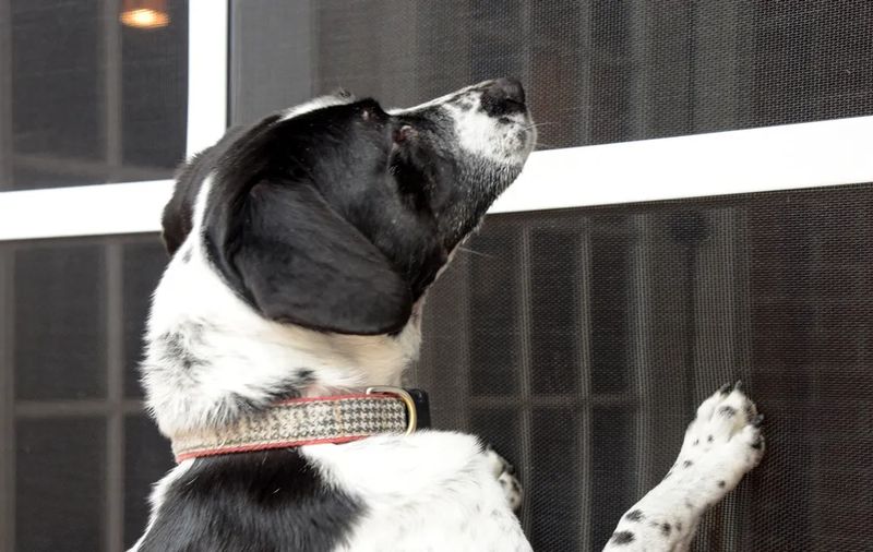 Pet Resistant Screens