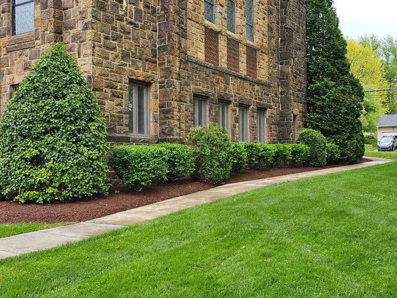 Tree & Shrub Care