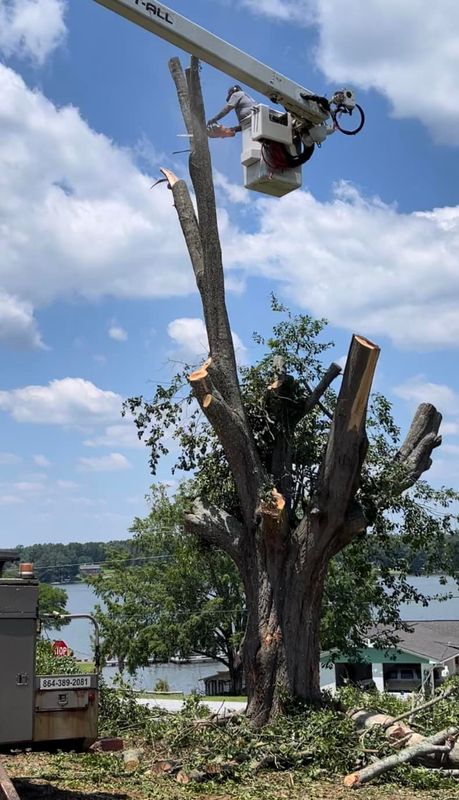 Tree Removal