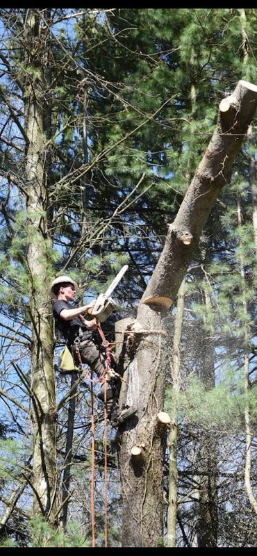 Tree Removal