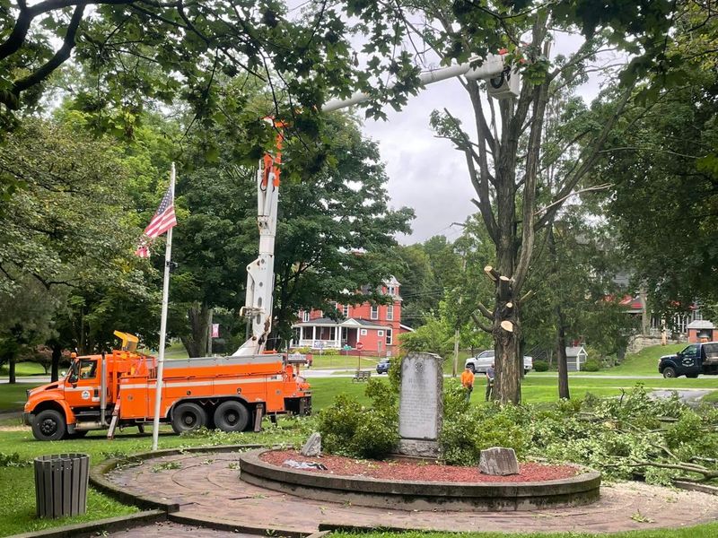 Tree Removal
